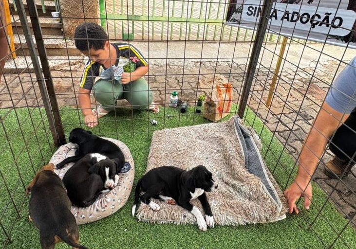 Dia Internacional dos Animais