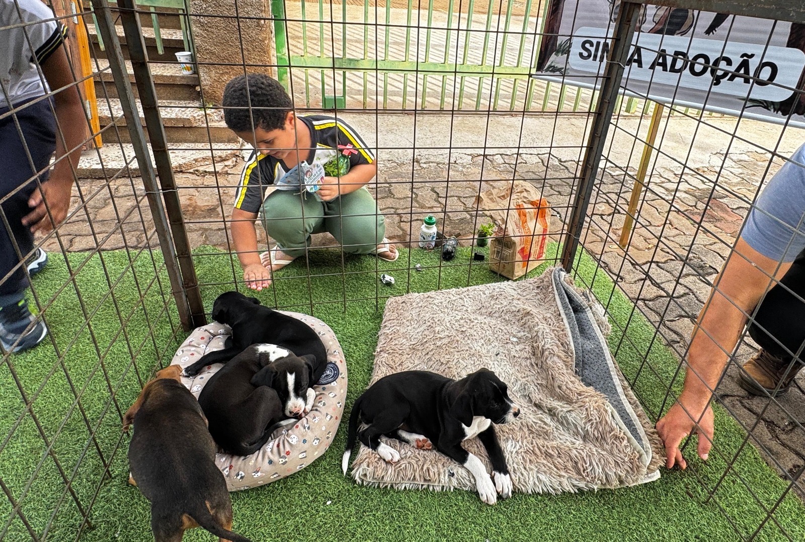 Dia Internacional dos Animais